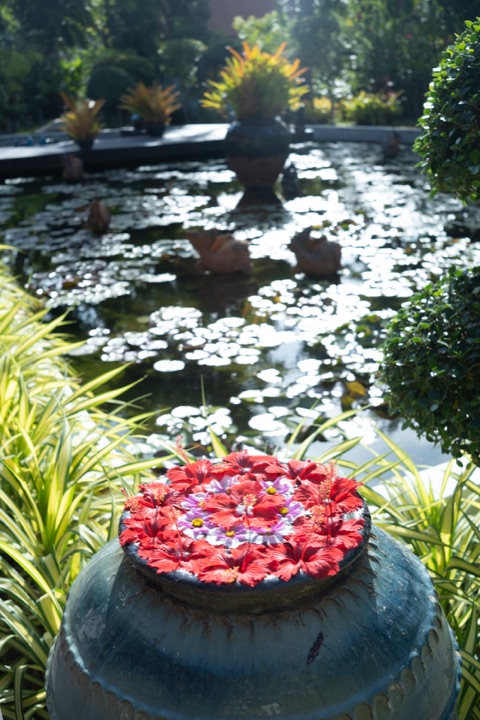 Stone urn filled with floating red hibiscus flowers beside a sunlit lily pond