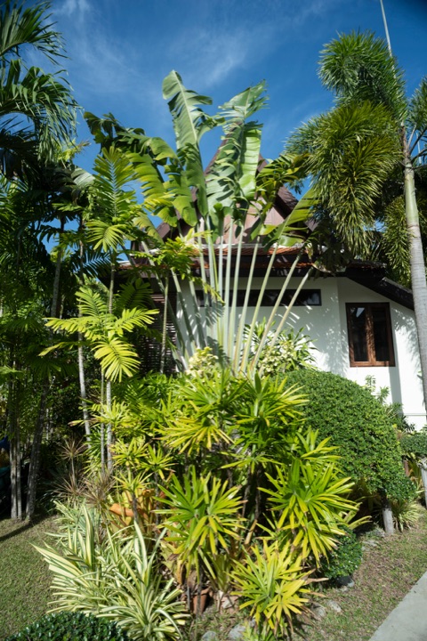 Traveller's palm and layered tropical planting in front of a white villa under a blue sky