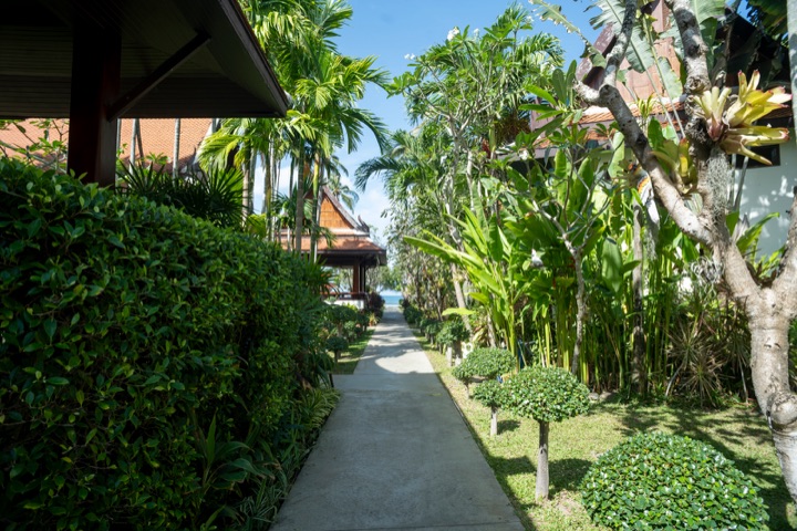 Paved path between clipped hedges and tropical plants leading through a resort towards the sea