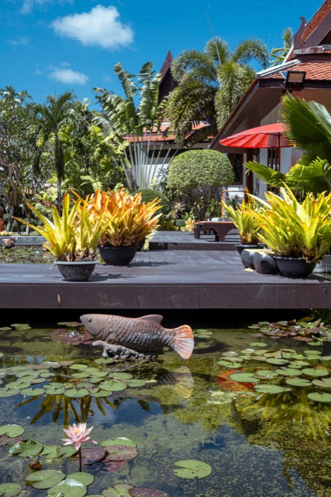 Lily pond with a fish sculpture and a pink water lily below a deck of potted bromeliads and a red parasol