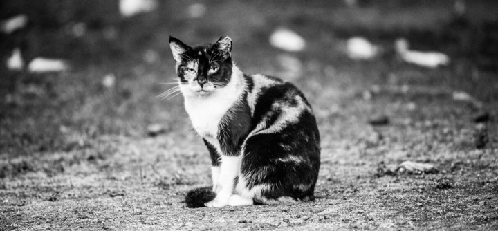 Black and white photograph of a cat sitting on gravel, looking at the camera
