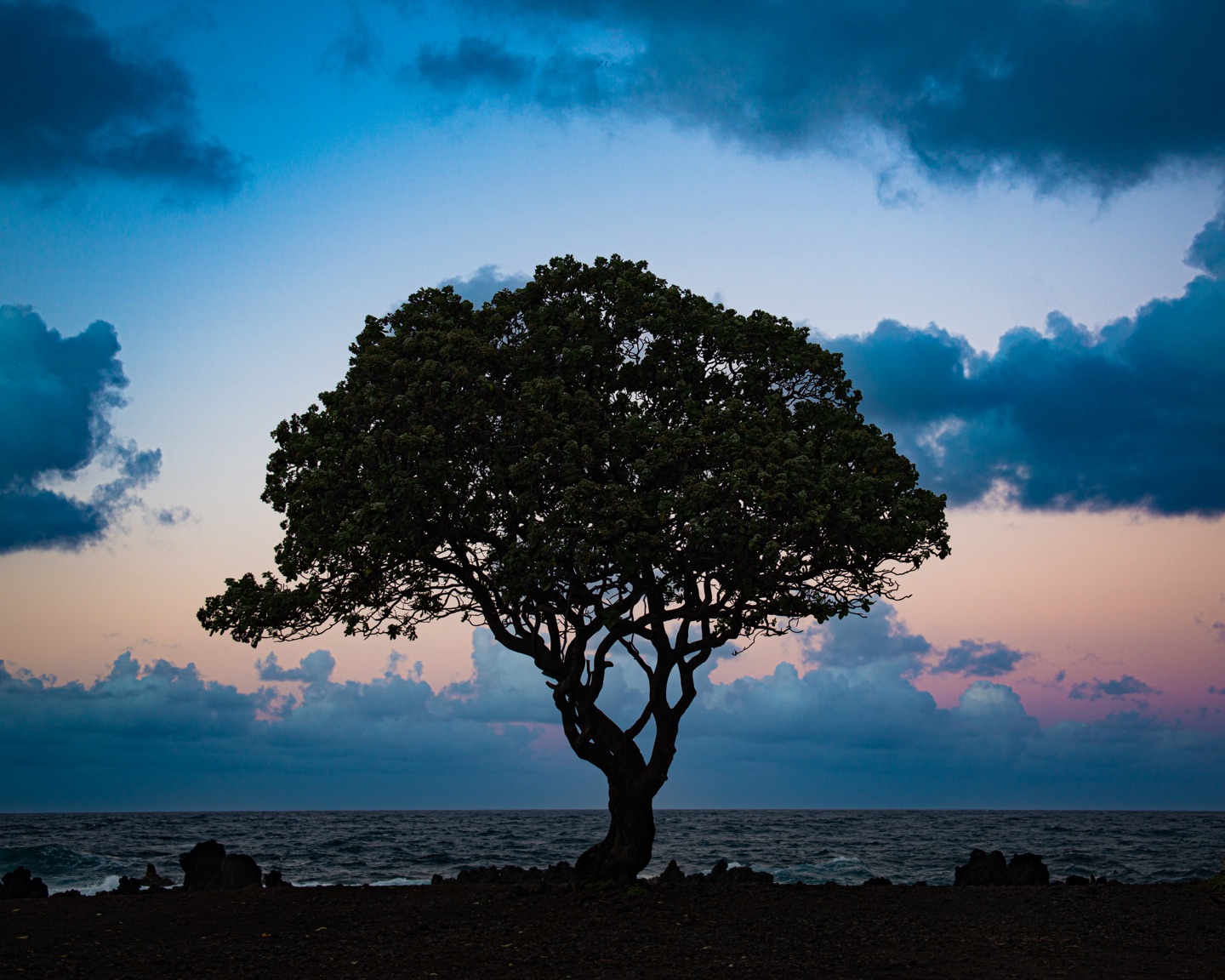Silhouette of a lone tree against a dramatic blue and pink dusk sky