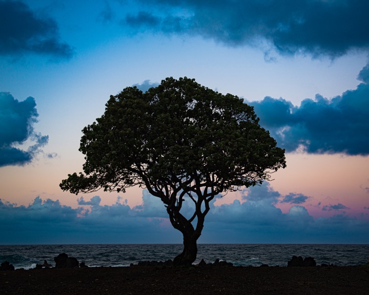 Silhouette of a lone tree against a dramatic blue and pink dusk sky