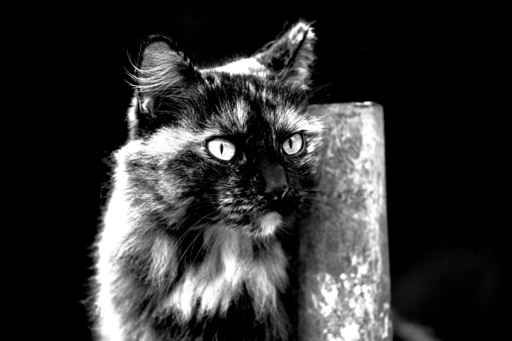 Black and white photograph of a cat with glowing eyes beside a post at night