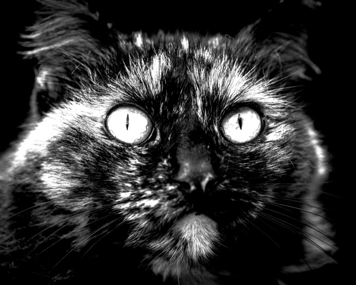 Black and white close-up of a wide-eyed cat staring into the lens
