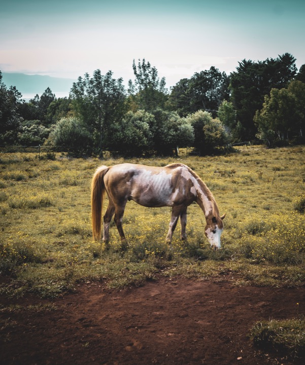 A horse grazing in a green pasture under a hazy sky