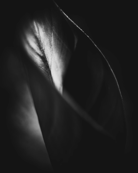Black and white abstract close-up of a curved leaf edge