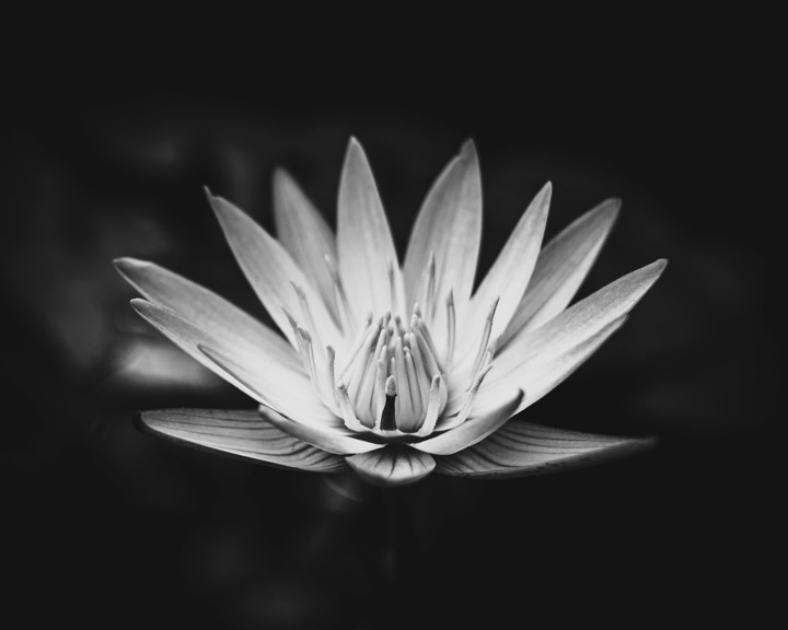 Black and white photograph of a water lily in bloom against a dark background