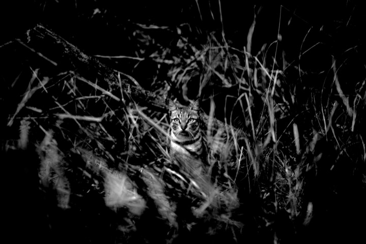 Black and white photograph of a cat hiding in tall dry grass