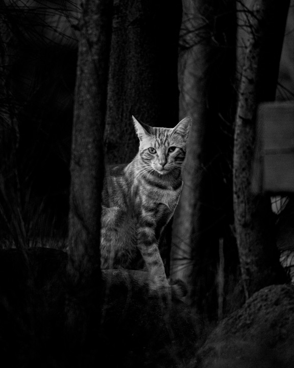 Black and white photograph of a tabby cat standing among tree trunks