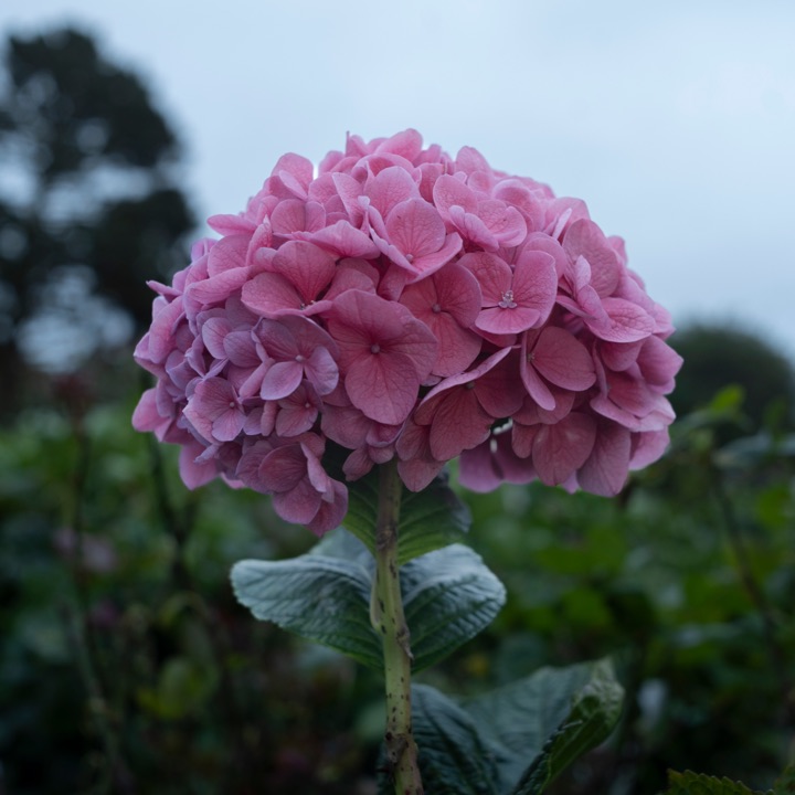 A pink hydrangea bloom with green leaves against a soft blue sky