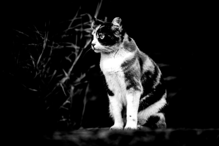 Black and white photograph of a cat standing on a rock at night