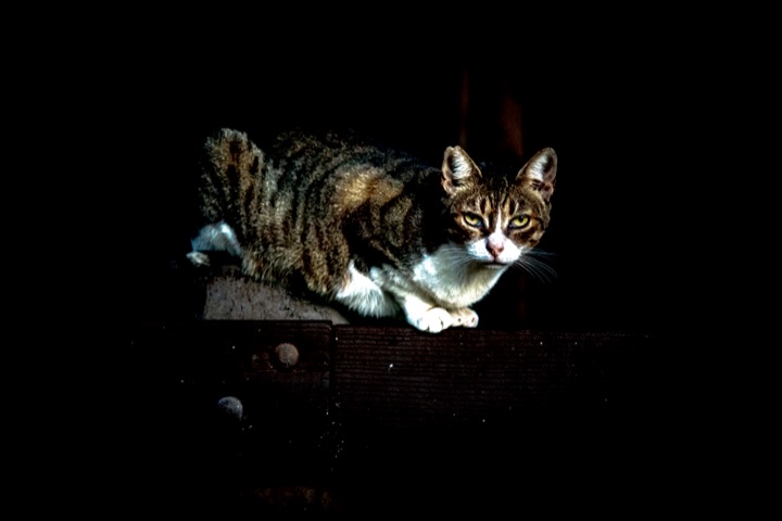 A tabby cat lying on a ledge, lit against the dark