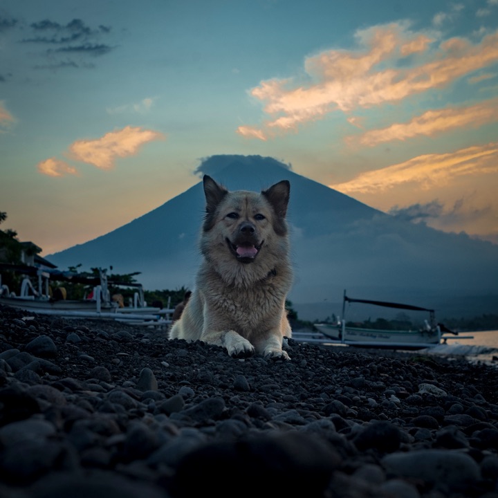 White dog resting on a pebble beach with a volcano under a sunset sky