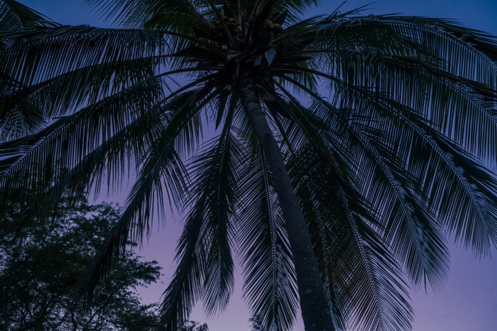 Palm fronds silhouetted against a purple twilight sky
