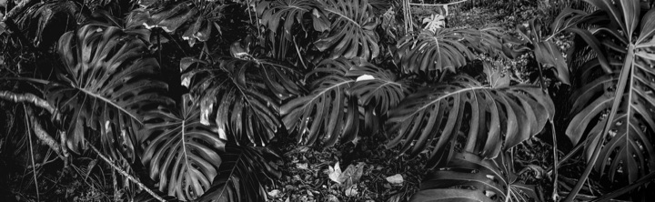 Black and white panorama of monstera leaves