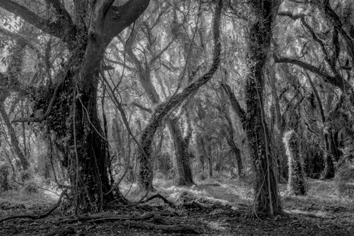 Black and white photograph of a misty forest of gnarled trees