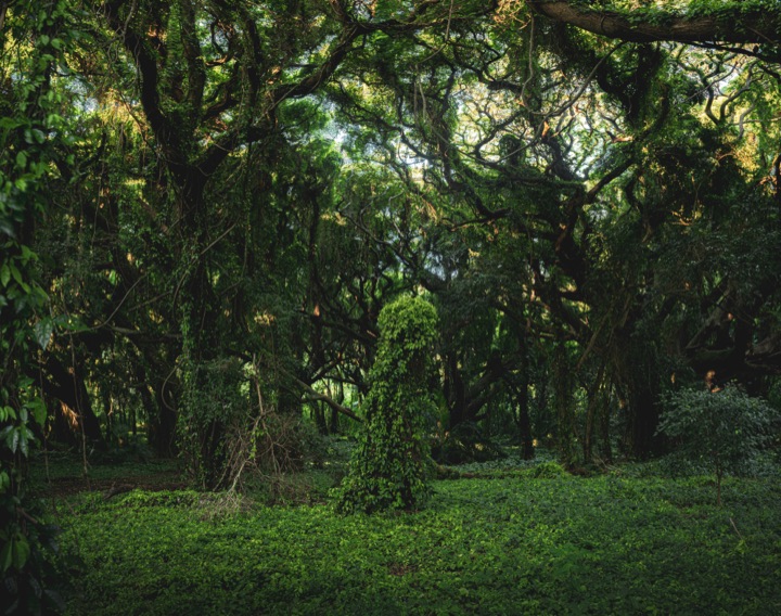 Lush green forest with a path winding through moss-covered trees