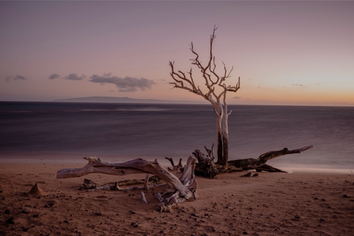Driftwood tree on a pink-tinted beach at dusk