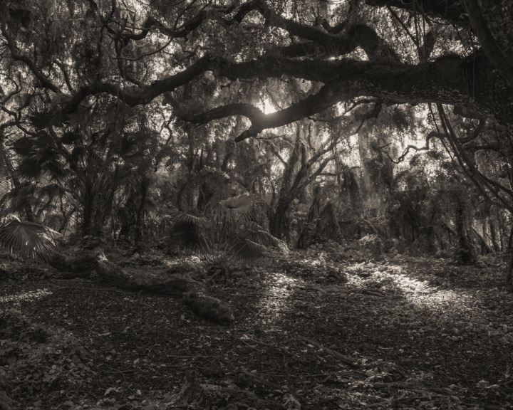 Black and white photograph of gnarled trees with light filtering through