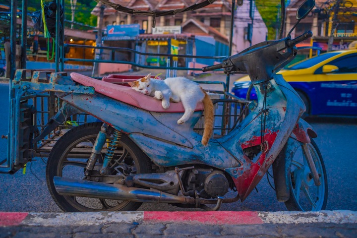 Cat sleeping on the seat of a colourful motorbike in a street