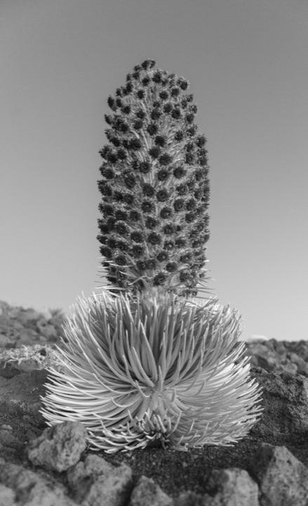 Black and white photograph of a silversword plant in bloom