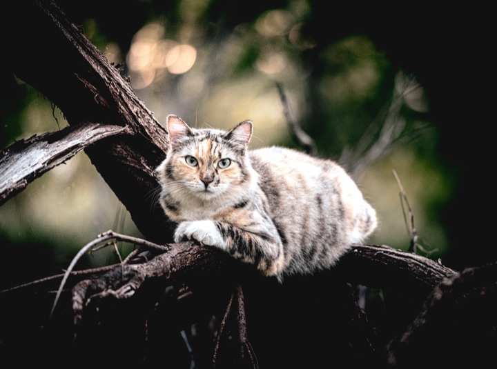 Cat perched on a bare branch, looking at the camera