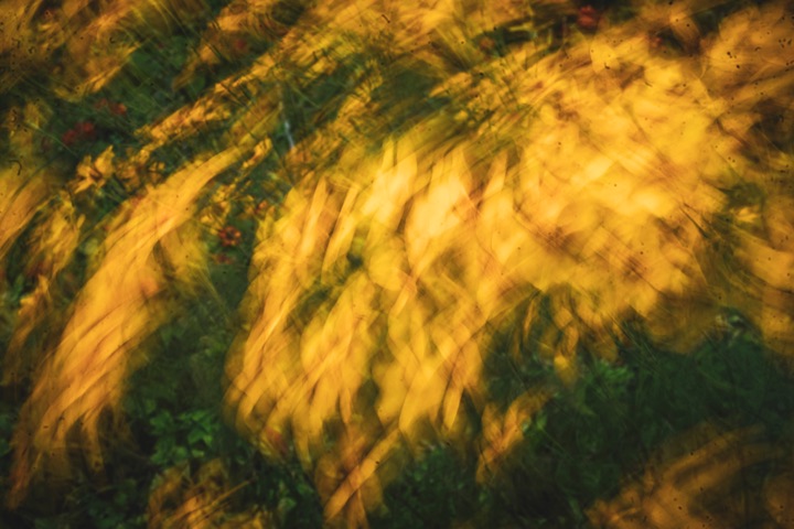 Abstract of wind-blown golden grass