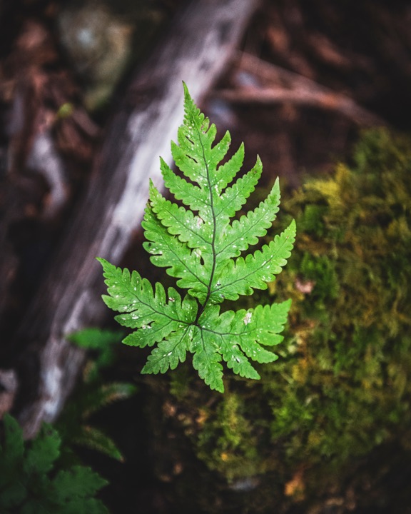 Green fern leaf on mossy ground