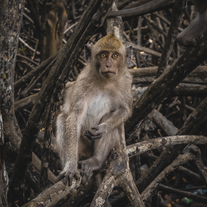 Macaque sitting among mangrove roots